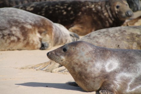 2015.03.27 SWAN 65 - Seals